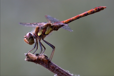 wild red yellow dragonfly on a wood branch  in the bushの写真素材