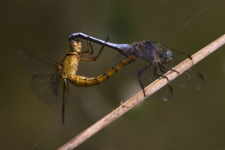 reproduction of two wild yellow  blue  dragonfly Sympetrum Fonscolombii on a wood leaf  in the bushの写真素材