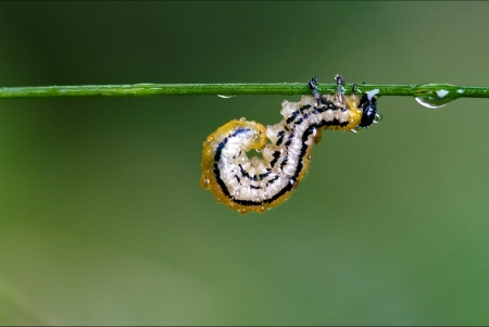 caterpillar of Papilionidae in the head branch fennel の写真素材