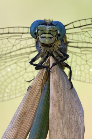 front of  wild  yellow black dragonfly anax imperator on a wood leaf  in the bush