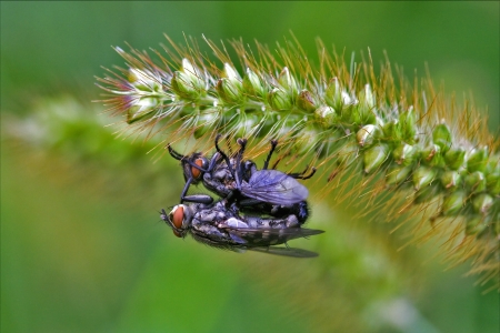 close up of two wild fly  diptera calliphoridae calliphpora vicina  pollenia rydis
 having sex on a green flower  in the bushの写真素材