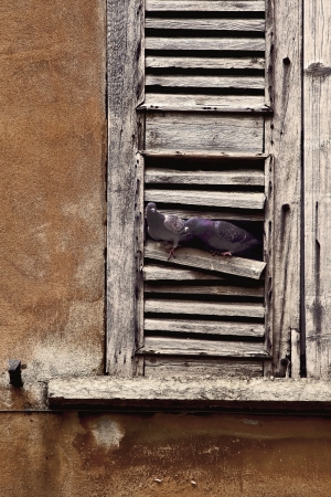 window pigeons and the city in mantova italy の写真素材