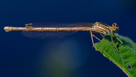 wild brown dragonfly coenagrion puella  on a piece of leaf  in the bush and skyの写真素材