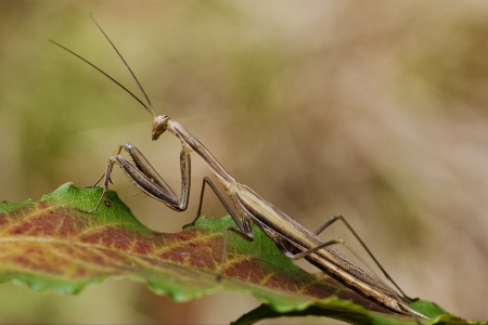 close up of wild side of praying mantis mantodea on a green brown left  in the bush