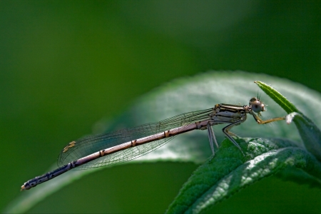wild brown dragonfly coenagrion puella  on a piece of leaf  in the bush の写真素材