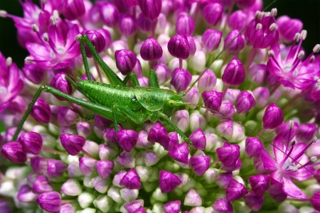 close up of grasshopper Orthopterous Tettigoniidae on a piece of branch in the bush and flowerの写真素材
