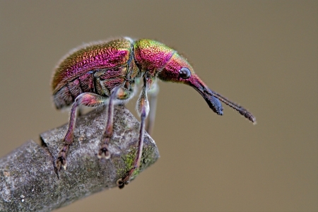 Attelabidae Rhynchites in the brawn colorsの写真素材