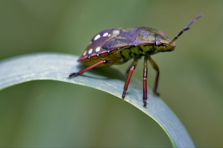 side of wild fly hemiptera Nezara Virdula Heteroptera pentatomidae palomena prasina on a green leaf 
の写真素材