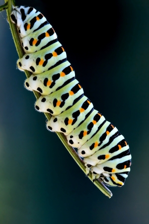 caterpillar of a Papilio Macaone on green branchの写真素材