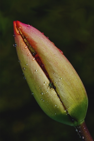 close up of a papaveracee papaver rhoeas argemone setigerum hybridum  and a flyの写真素材