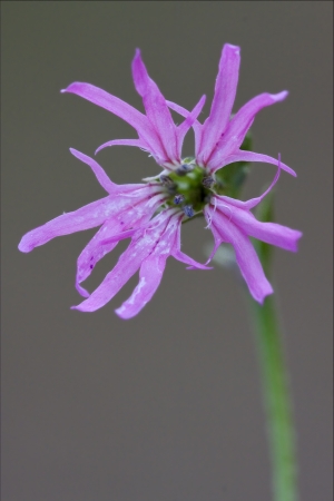 macro close up of a blue violet cariofillacee silene flos cuculi   brown  background の写真素材
