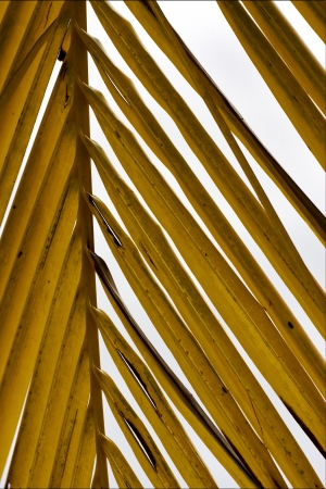 yellow  close up of  leaf in gran bahama の写真素材