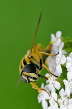 side of wild fly diptera syrphidae volucella zonaria syrphus ribesii  eristalis on a white yellow...