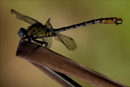 side of  wild  yellow black dragonfly on a wood leafの写真素材