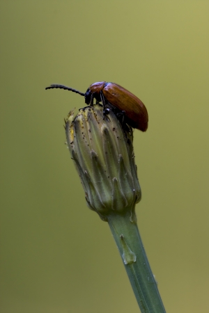 the side of  wild red cercopidae vulnerata coccinellidae anatis ocellata coleoptera on a flower 