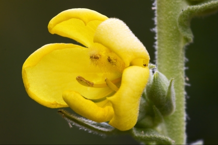  primula veris  primulacee  yellow flower oenothera biennis onagracee stricta parviflora...