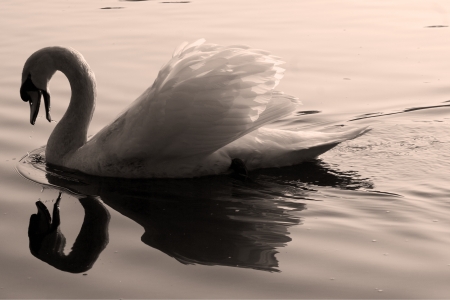 side of little white swan    black eye in the river ticino italyの写真素材