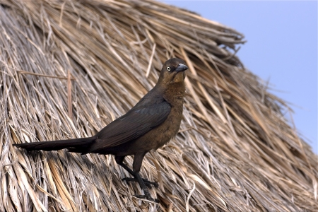 side of brown sparrow whit gold eye in straw mexico tulumの写真素材