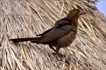 side of brown sparrow whit gold eye in straw mexico tulum