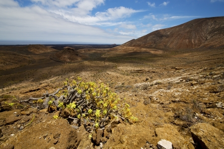 vulcanic timanfaya  rock stone sky  hill and summer in los volcanes lanzarote spain plant flower bushの写真素材
