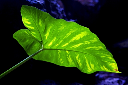 background  macro close up abstract of a  green  black   leaf and his veins in the light 
の写真素材