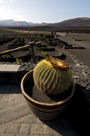 cactus wall grapes cultivation  viticulture  winery lanzarote spain la geria vine screw  crops  
の写真素材