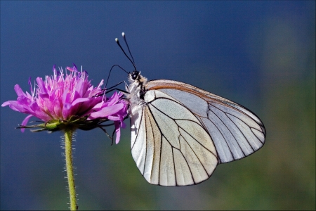  little white butterfly resting in a pink flower and skyの写真素材