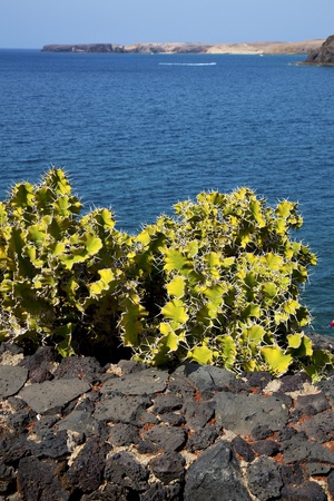 cactus coastline lanzarote  in spain musk pond beach  water yacht boat  and summerの写真素材