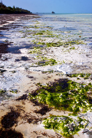 
plant africa coastline froth foam  in the  blue lagoon relax  of zanzibar の写真素材