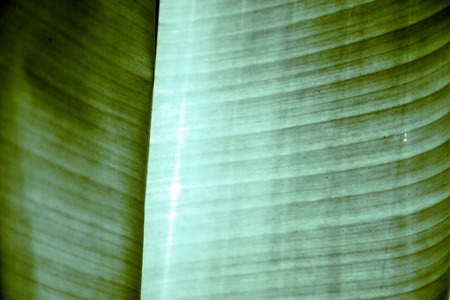thailand in the light  abstract leaf and his veins background  of a  green  black   kho samui bay
