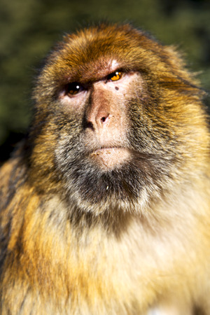 africa in morocco cedar forest the primitive  monkey animal wildlife