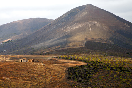 home viticulture  winery lanzarote spain la geria vine screw grapes wall crops  cultivation barrelの写真素材
