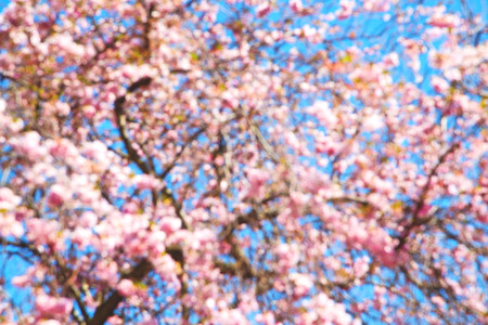 in london park      the   pink tree and blossom flowers natural
