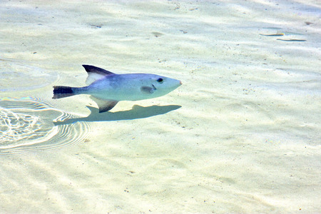 little fish   isla contoy         in mexico froath and    foam  the sea drop sunny day  waveの写真素材
