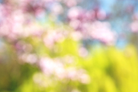 in london park      the   pink tree and blossom flowers naturalの写真素材