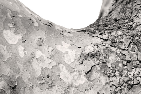 in england london old bark and abstract wood textureの写真素材