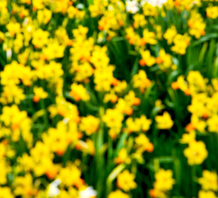 in london yellow flower field nature and springの写真素材