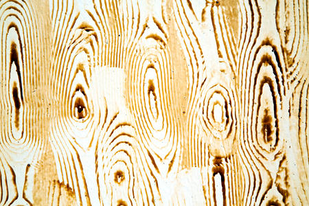 stripped paint in the blue  wood door and rusty      nailの写真素材