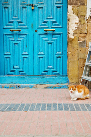 alone cat in africa morocco and house backgroundの写真素材
