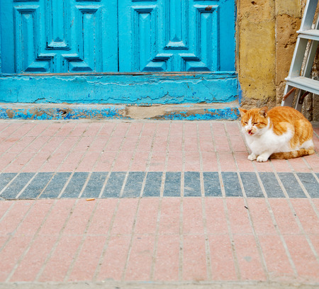 alone cat in africa morocco and house backgroundの写真素材
