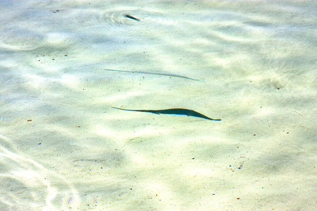 little fish   isla contoy         in mexico froath and    foam  the sea drop sunny day  wave