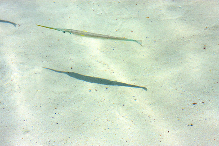 little fish   isla contoy         in mexico froath and    foam  the sea drop sunny day  waveの写真素材