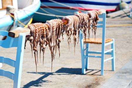octopus        drying  in the sun europe greece santorini and lightの写真素材