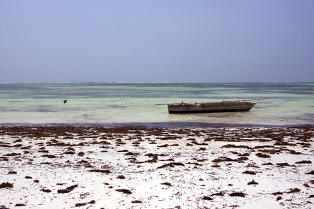 bird in the  blue lagoon relax  of zanzibar  africa coastline boat piragueの写真素材