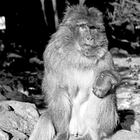 old monkey in africa morocco and natural background fauna close up