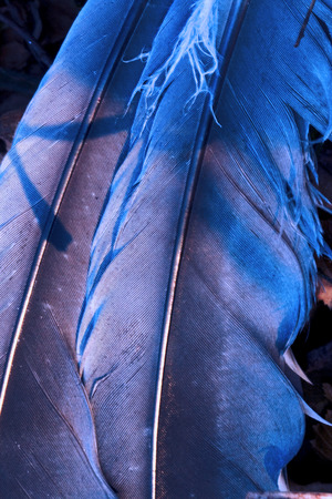 feather front of little  crow plumage blue and abstract lightの写真素材