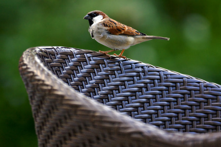 front of sparrow whit black eye in sand mexico tulumの写真素材
