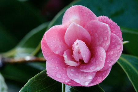 macro close up of a  pink rosa canina rosacee  in green background and dropの写真素材