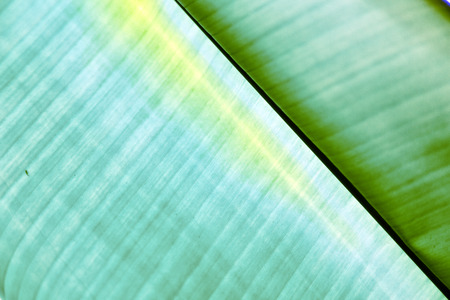 thailand in the light  abstract leaf and his veins background  of a  green  black   kho samui bayの写真素材