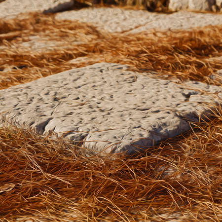 pine needles  in arykanda antalya turkey asia   and ruinsの写真素材